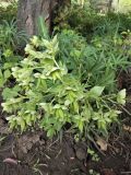 View full-size image Helleborus foetidus