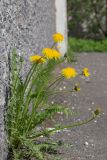 Taraxacum officinale. Цветущее растение. Мурманск, Октябрьский р-н, сорное. 31.05.2025.