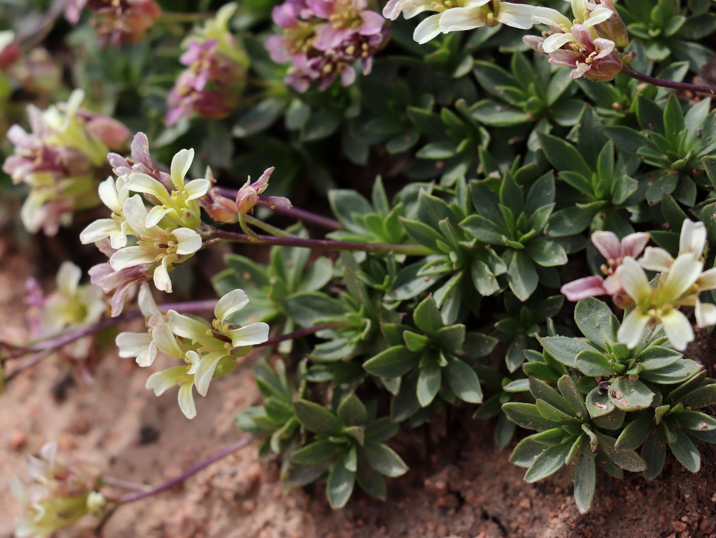 Image of Parrya saxifraga specimen.