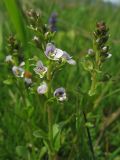 Veronica serpyllifolia. Верхушки цветущих растений. Украина, Закарпатская обл., окр. Хуста. 4 мая 2008 г.