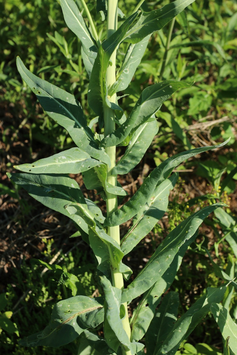 Image of Isatis tinctoria specimen.