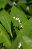 Convallaria majalis. Соцветие и листья. Карелия, Лахденпохский р-н, окр. оз. Исо-Ийярви, сосновый лес. 13.06.2025.