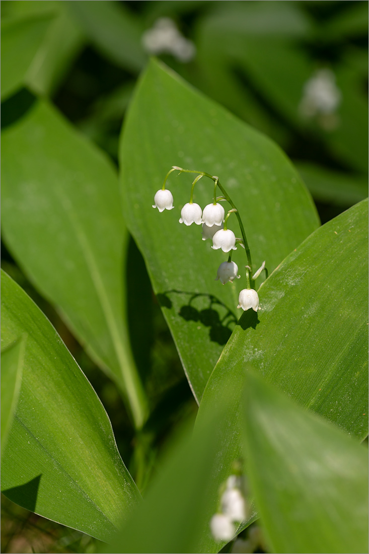 Image of Convallaria majalis specimen.