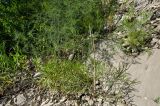 семейство Apiaceae