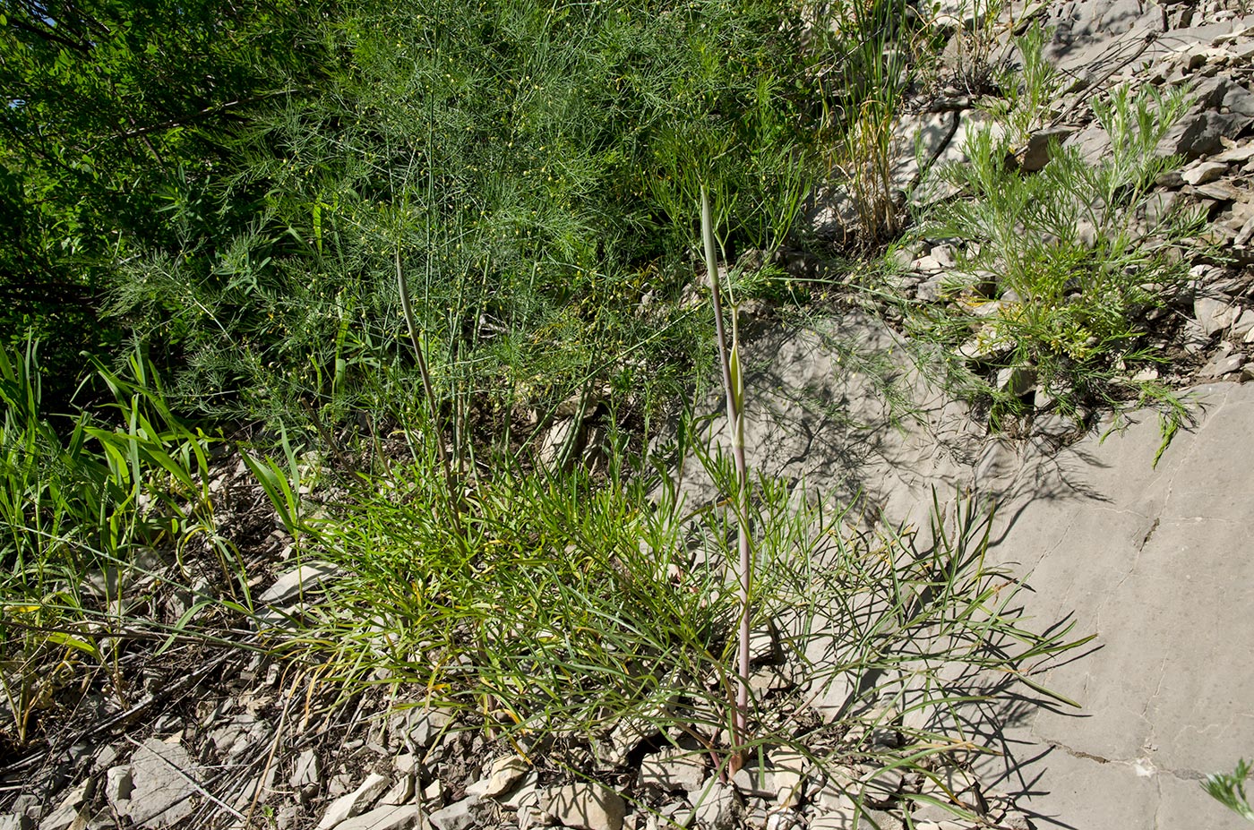 Image of familia Apiaceae specimen.
