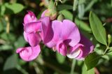 Lathyrus latifolius. Цветки и бутоны. Узбекистан, г. Ташкент, Ботанический сад им. Ф.Н. Русанова, в культуре. 04.08.2025.