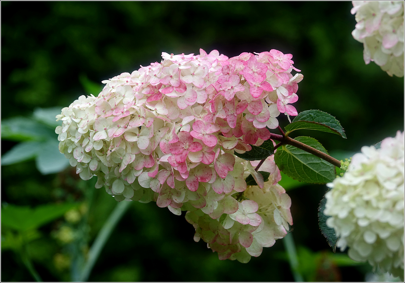 Image of Hydrangea paniculata specimen.