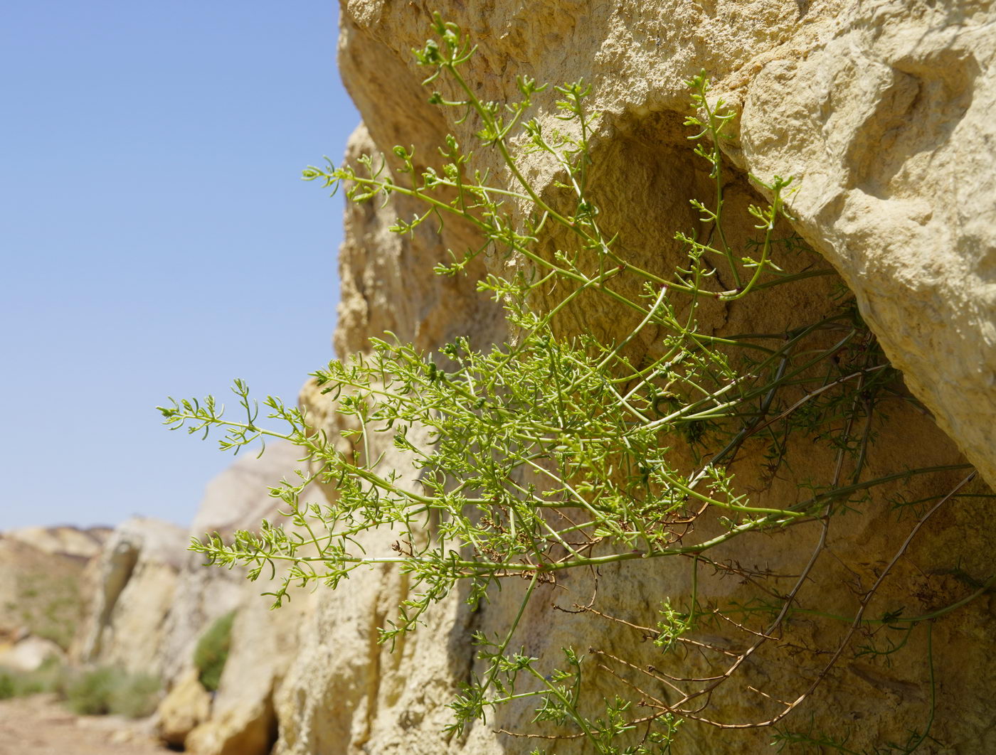 Image of familia Chenopodiaceae specimen.