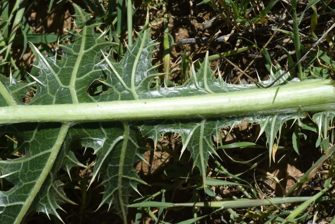 Image of Gundelia tournefortii specimen.