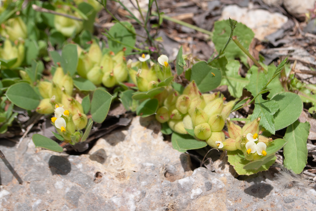 Изображение особи Tripodion tetraphyllum.