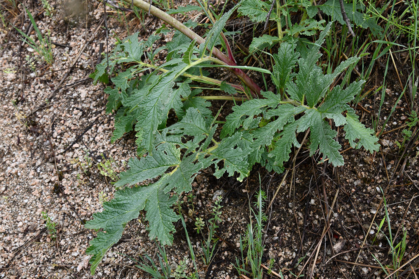 Изображение особи Phlomoides hissarica.