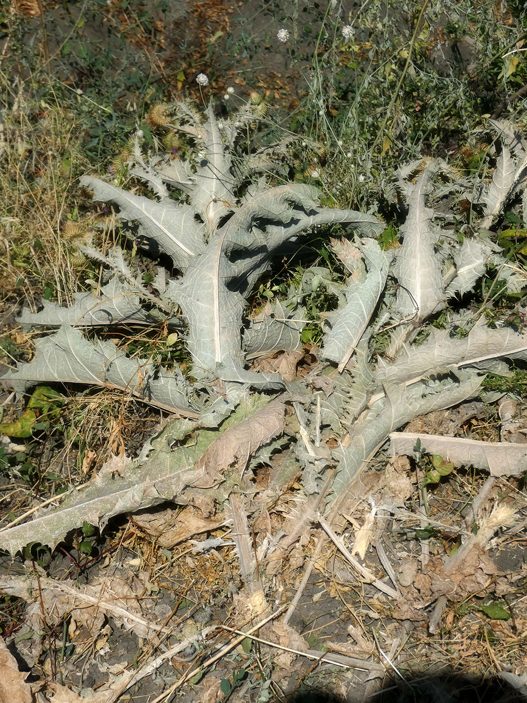 Image of Onopordum acanthium specimen.