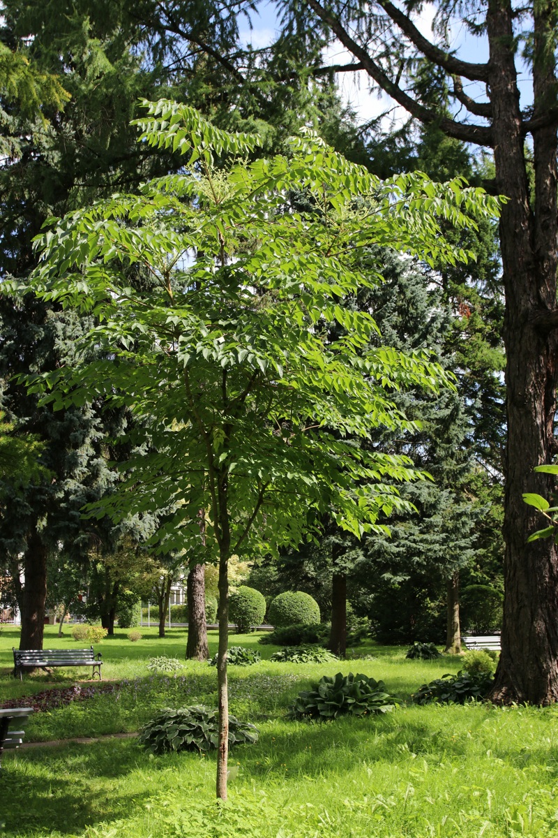 Изображение особи Aralia elata.