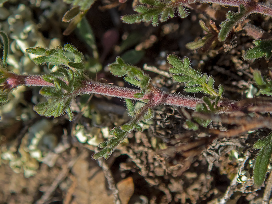 Изображение особи Veronica capsellicarpa.