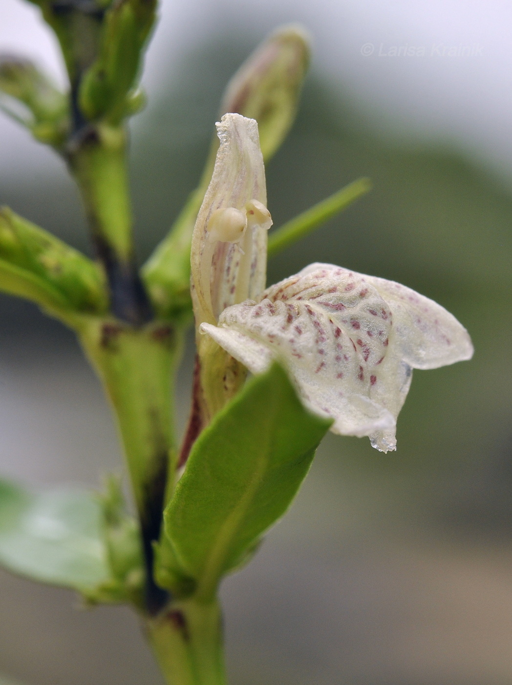 Image of Justicia gendarussa specimen.