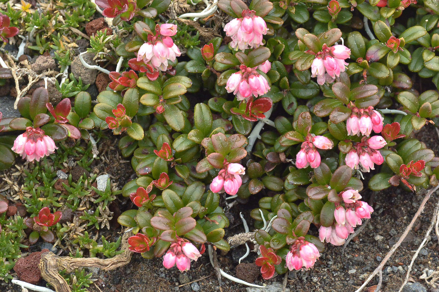 Image of Vaccinium vitis-idaea var. minus specimen.