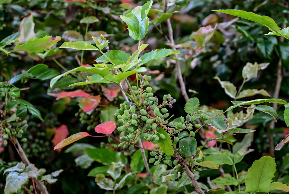 Изображение особи Mahonia aquifolium.