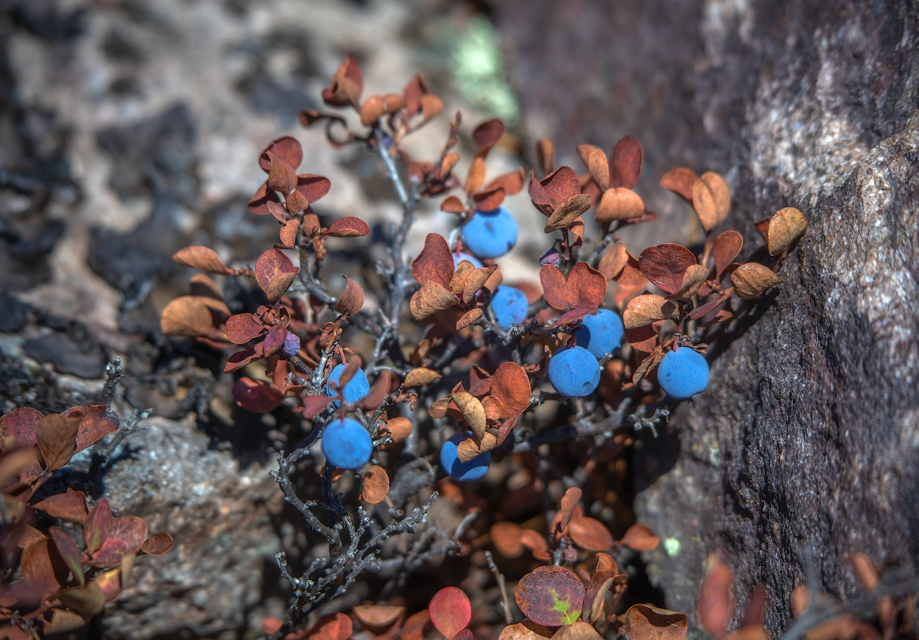 Изображение особи Vaccinium uliginosum.