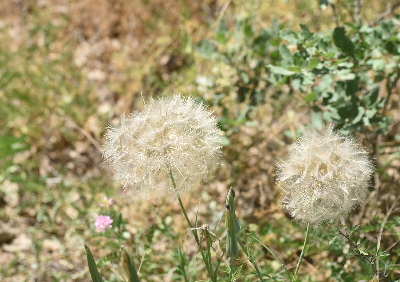 Image of genus Tragopogon specimen.