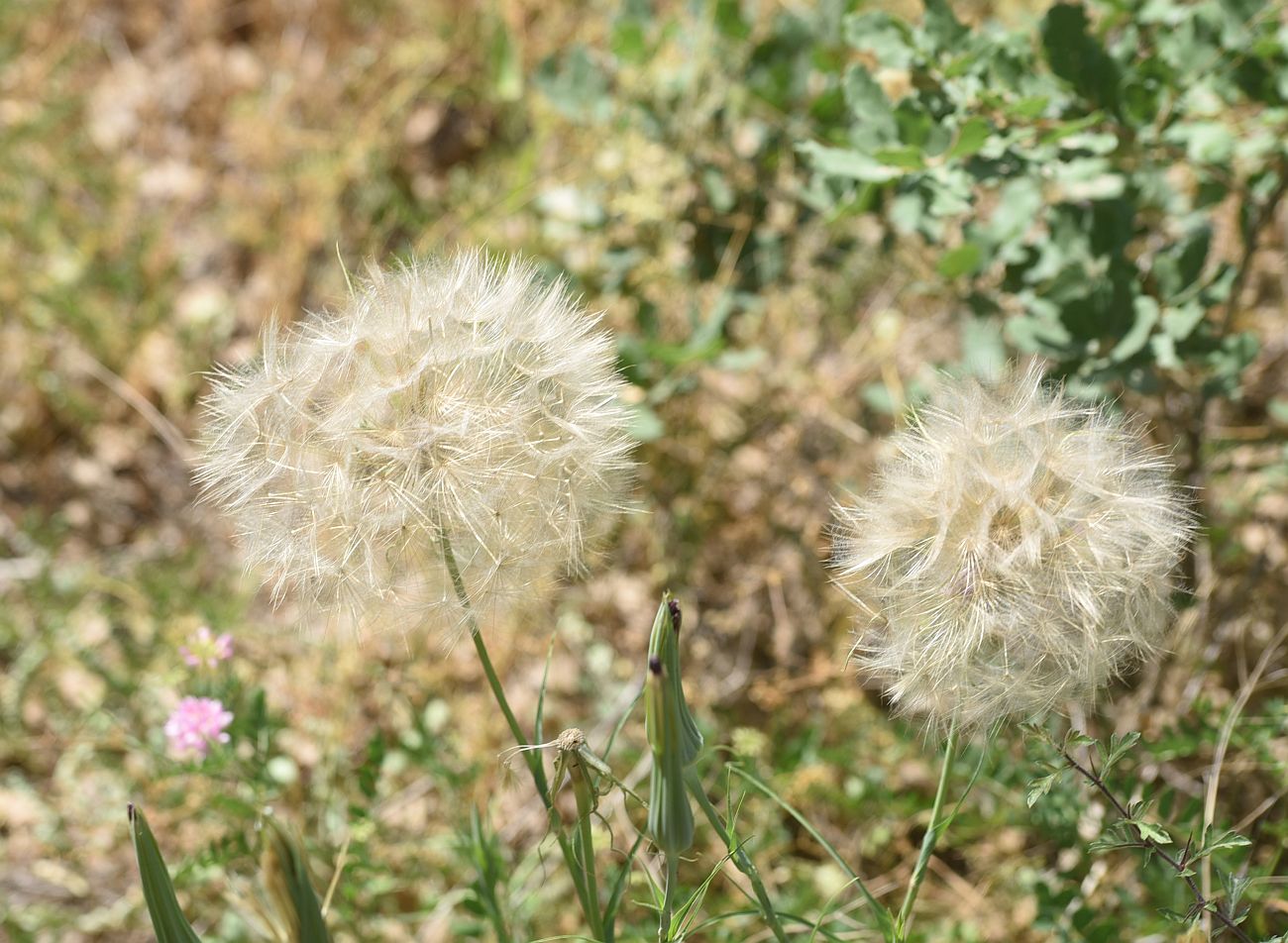 Image of genus Tragopogon specimen.