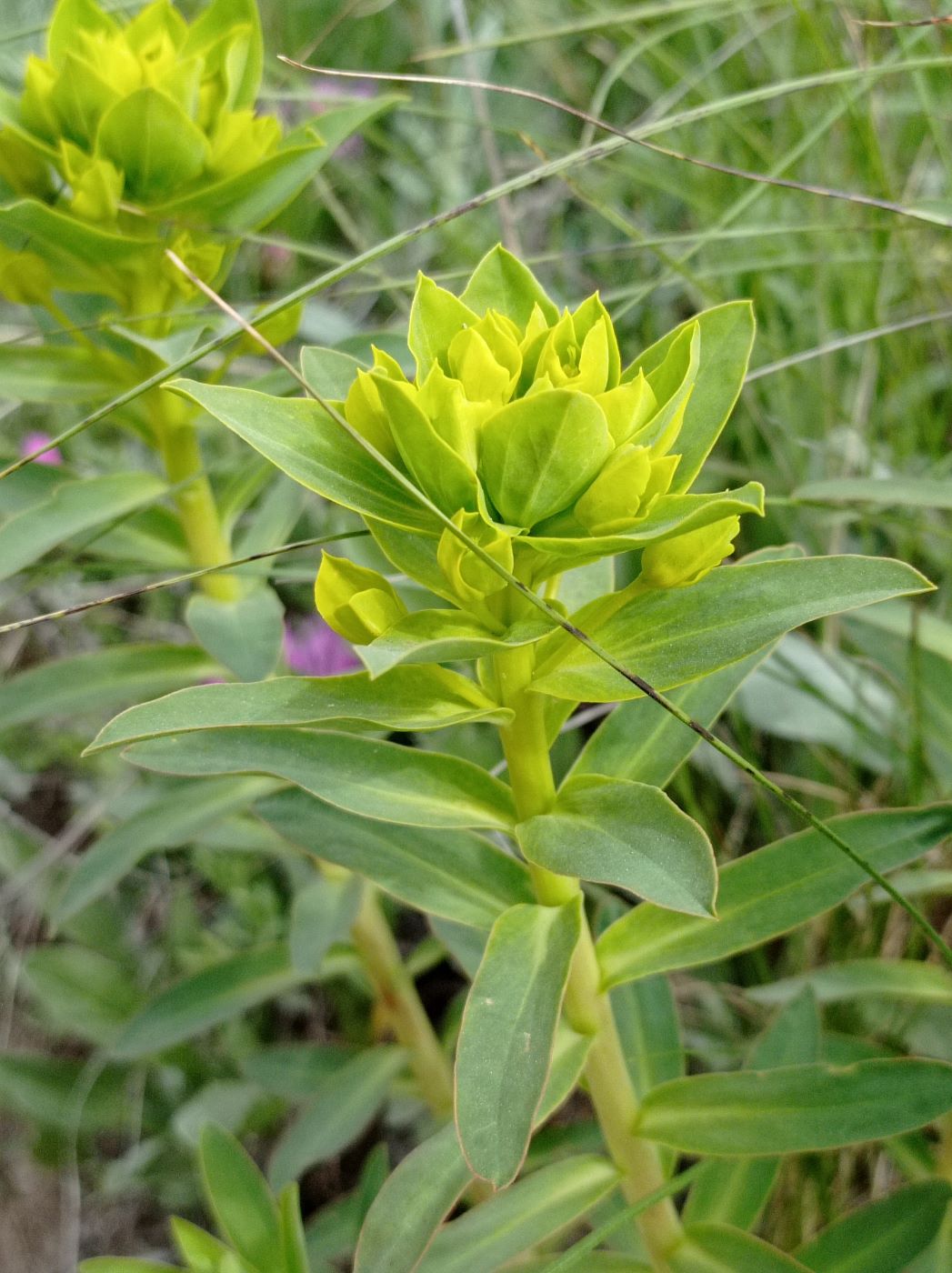 Изображение особи род Euphorbia.