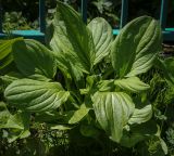 Image of taxon representative. Author is Игорь Павлов