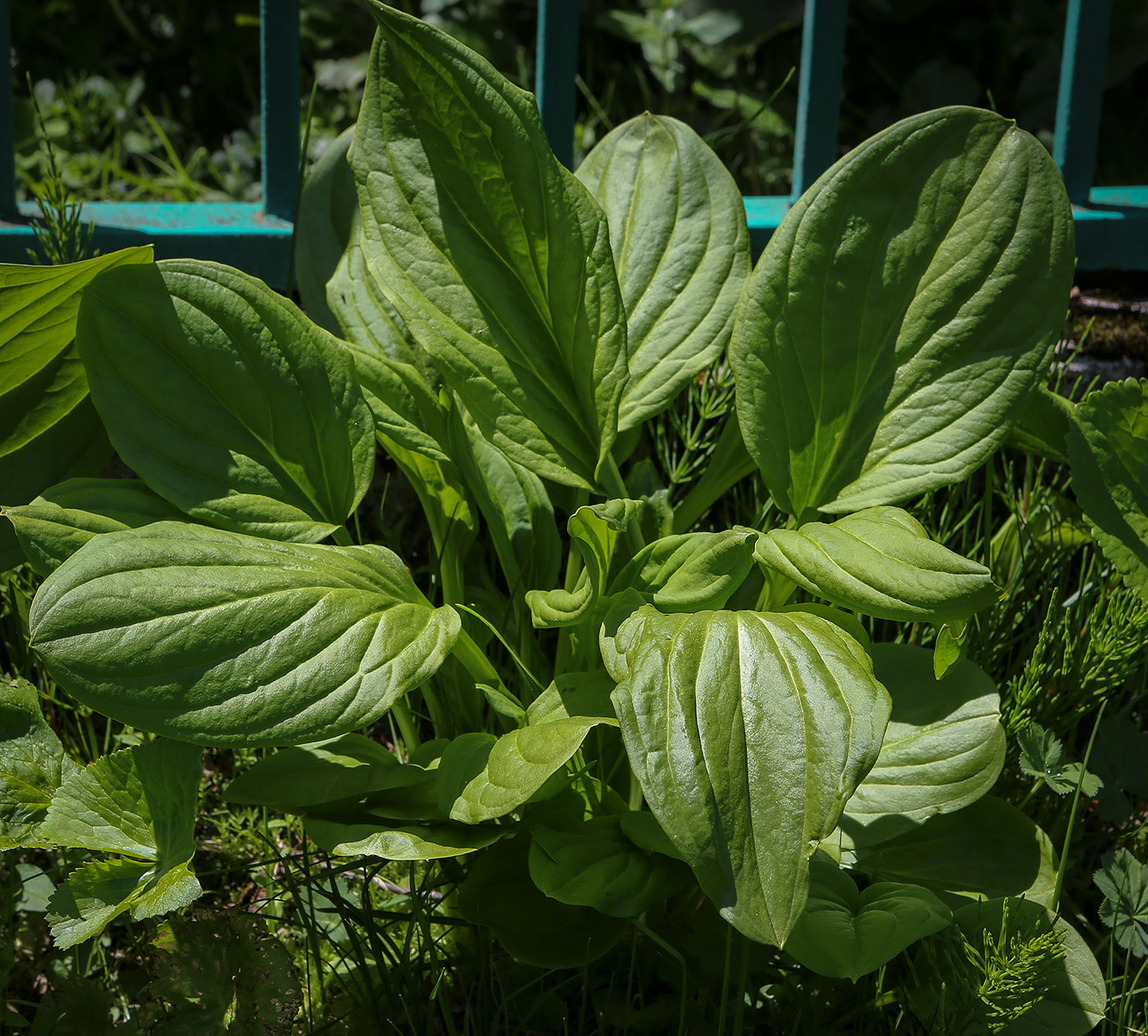 Image of Swertia iberica specimen.