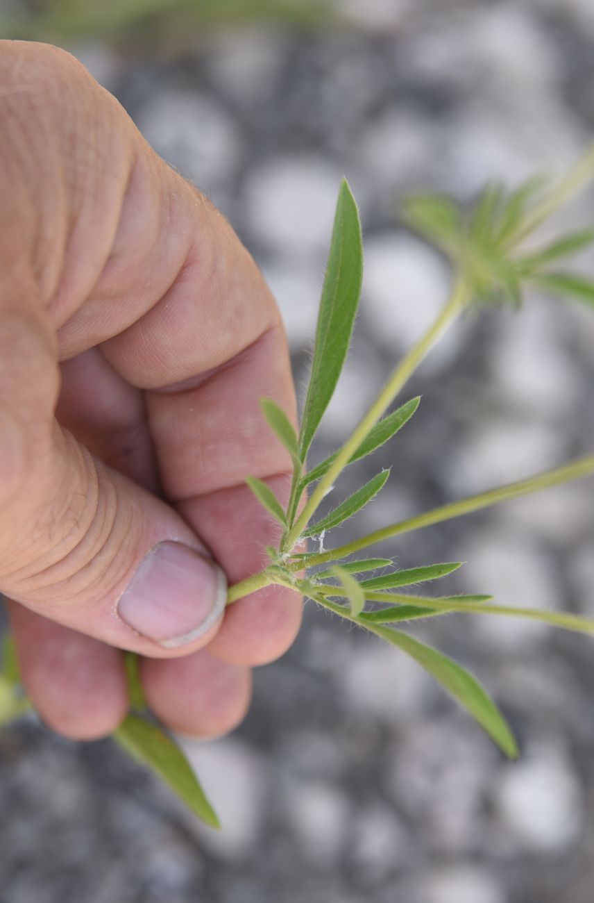 Image of Unknown species specimen.