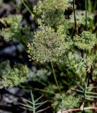 Image of taxon representative. Author is Марина Скотникова