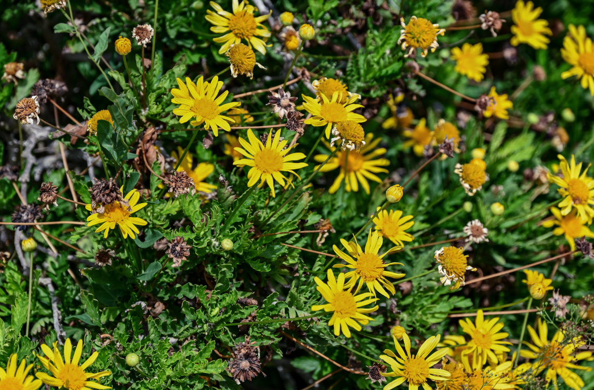 Image of Euryops pectinatus specimen.