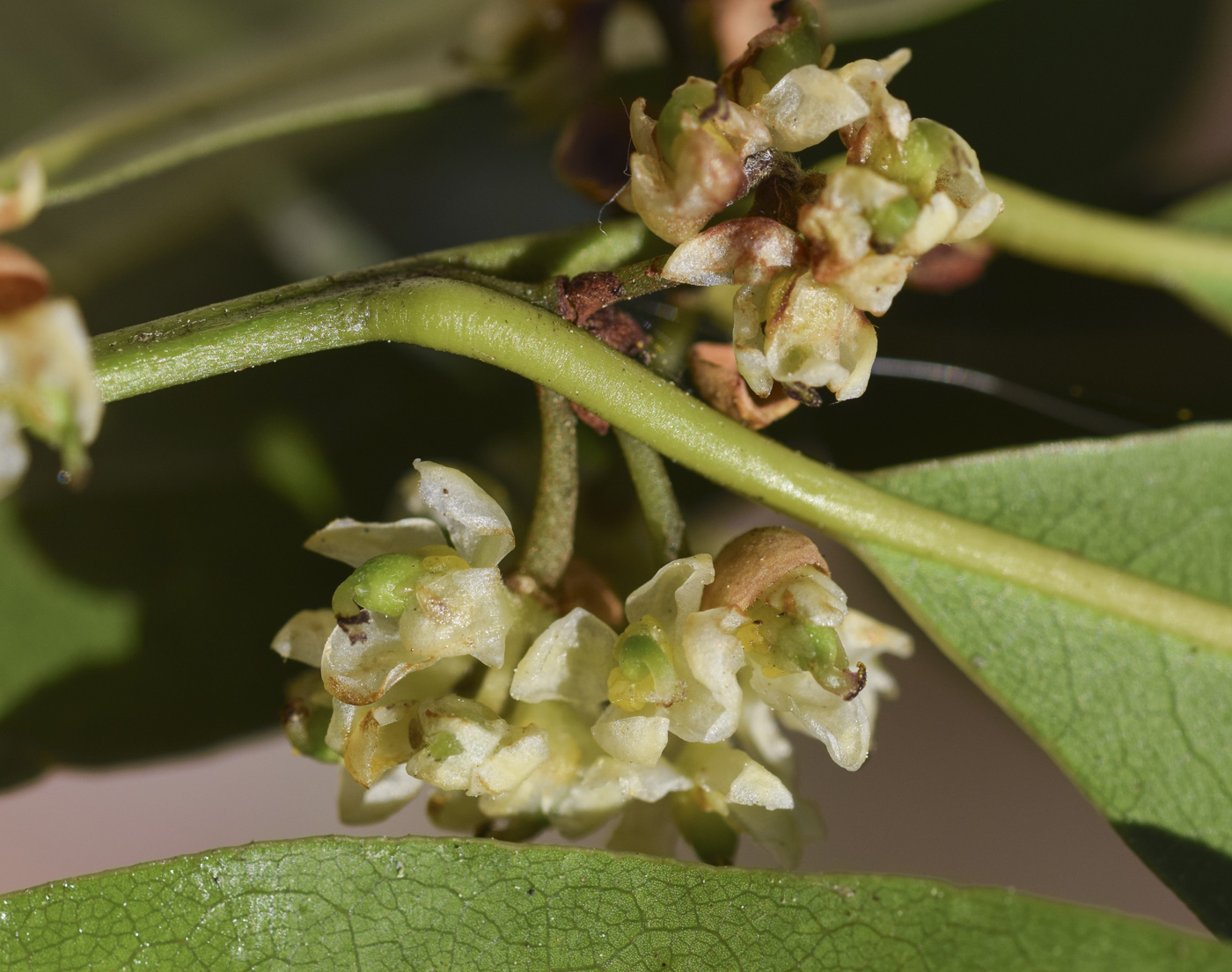 Image of Laurus nobilis specimen.