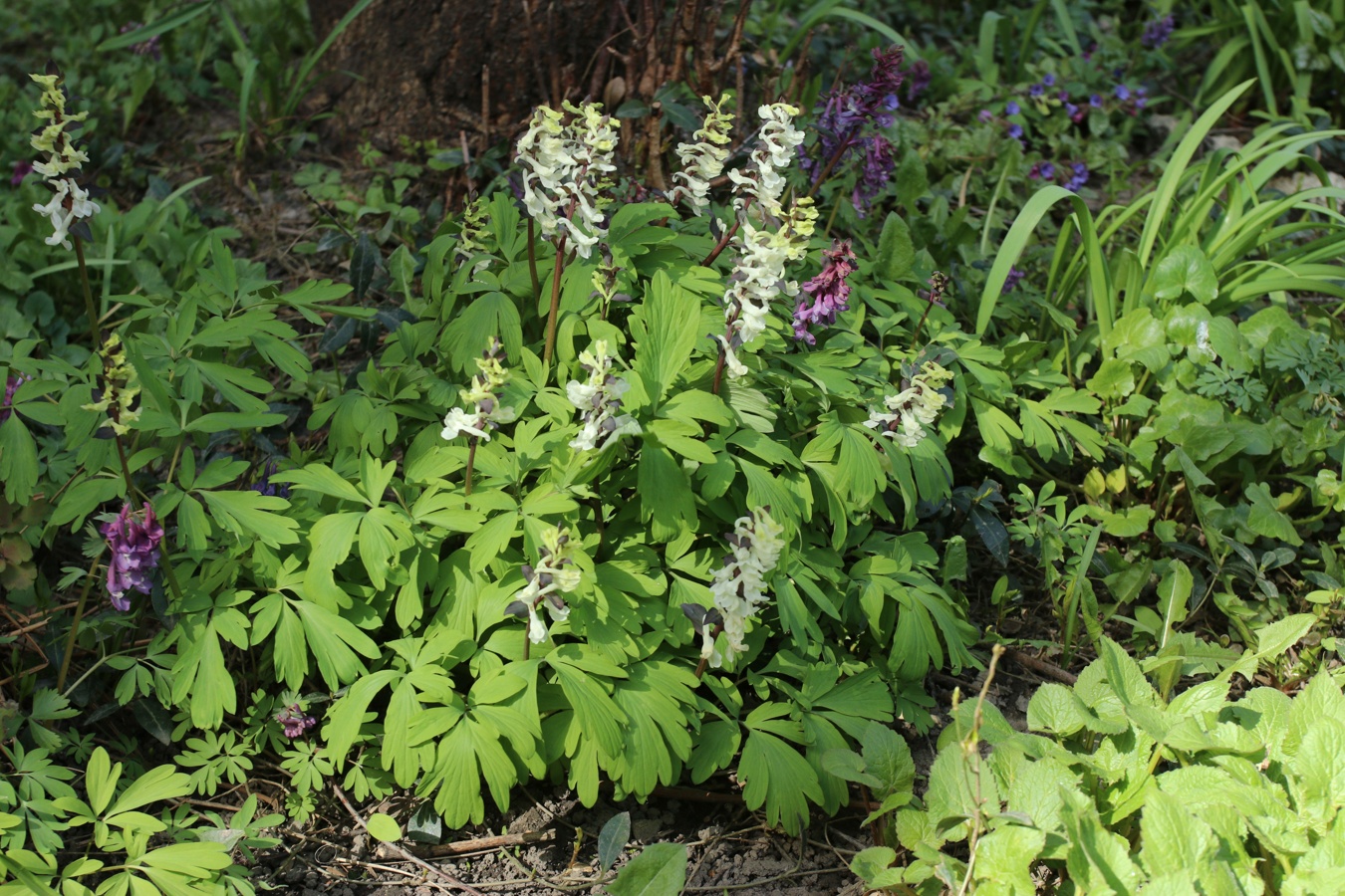 Изображение особи Corydalis cava.