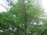 Larix cajanderi. Ветка с хвоей, вид снизу. Сахалин, окр. г. Южно-Сахалинска. Август 2010 г.
