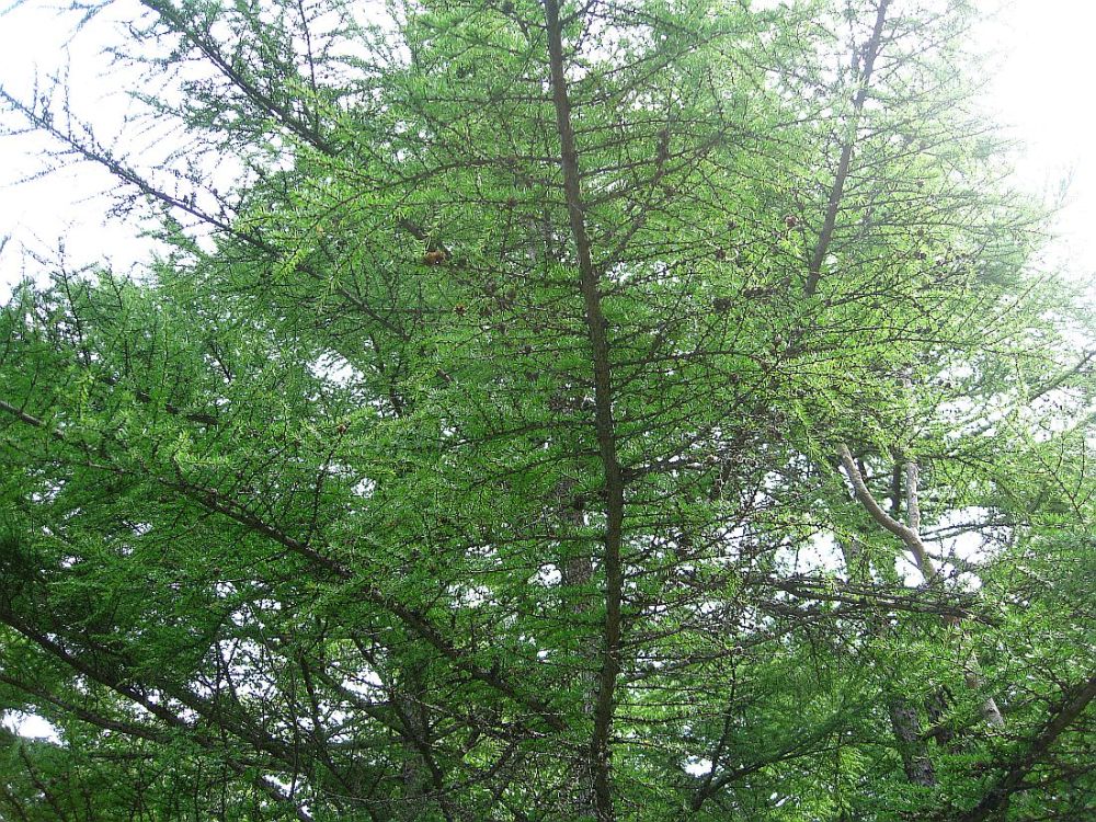 Image of Larix cajanderi specimen.