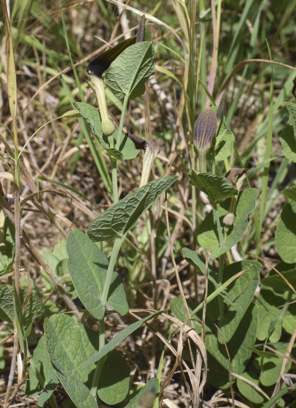 Изображение особи Aristolochia rotunda.