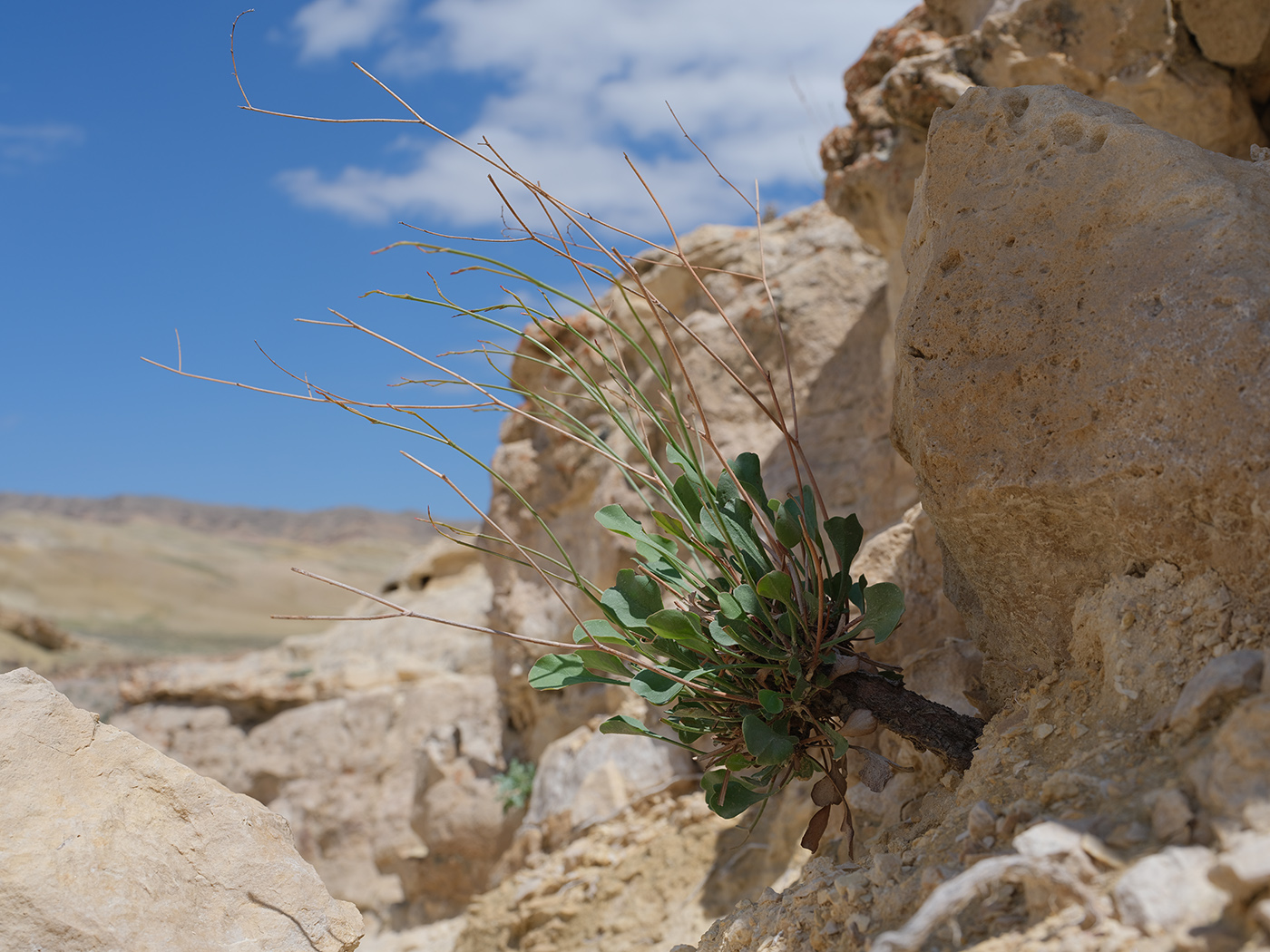 Image of Limonium ferganense specimen.