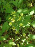 Caulophyllum robustum. Соцветие. Хабаровский край, г. Комсомольск-на-Амуре, дол. р. Силинка, лиственный лес. 01.06.2026.