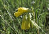 genus Onosma. Верхушка побега с соцветием. Крым, окр. г. Симферополь, поляна в дубовом редколесье. 17.05.2026.