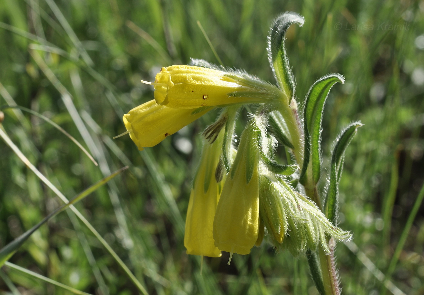 Image of genus Onosma specimen.