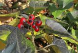 Solanum dulcamara. Часть побега с соплодием. Краснодарский край, м/о г. Новороссийск, ущ. Щель Курортная, обочина грунтовой дороги. 04.11.2019.