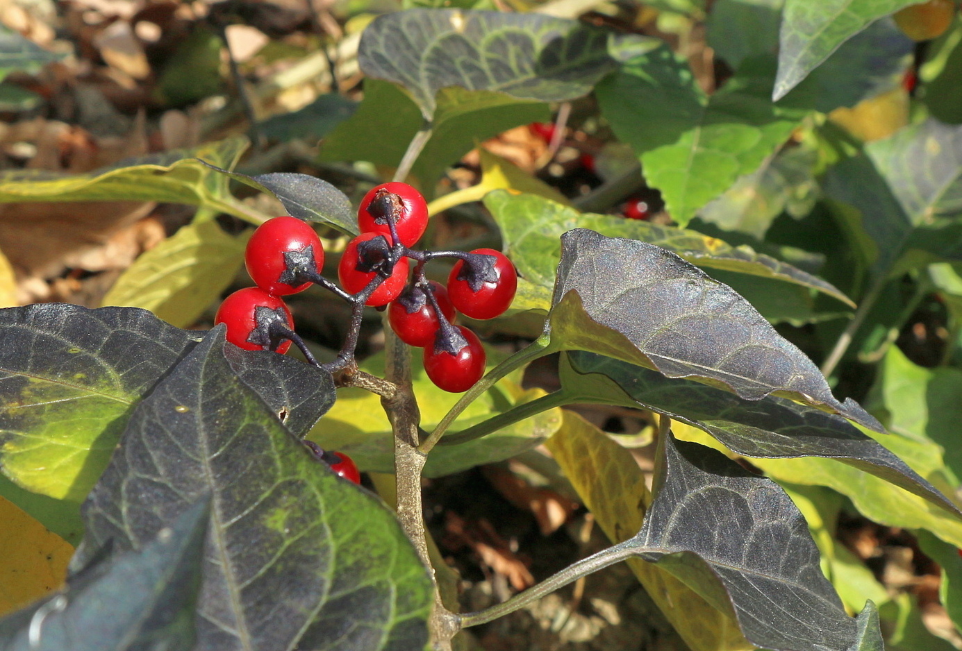 Изображение особи Solanum dulcamara.