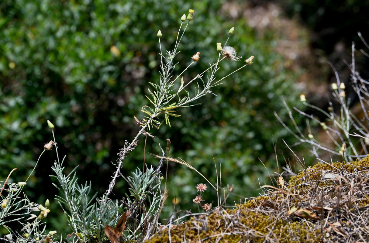 Image of Phagnalon saxatile specimen.