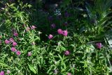 род Trifolium