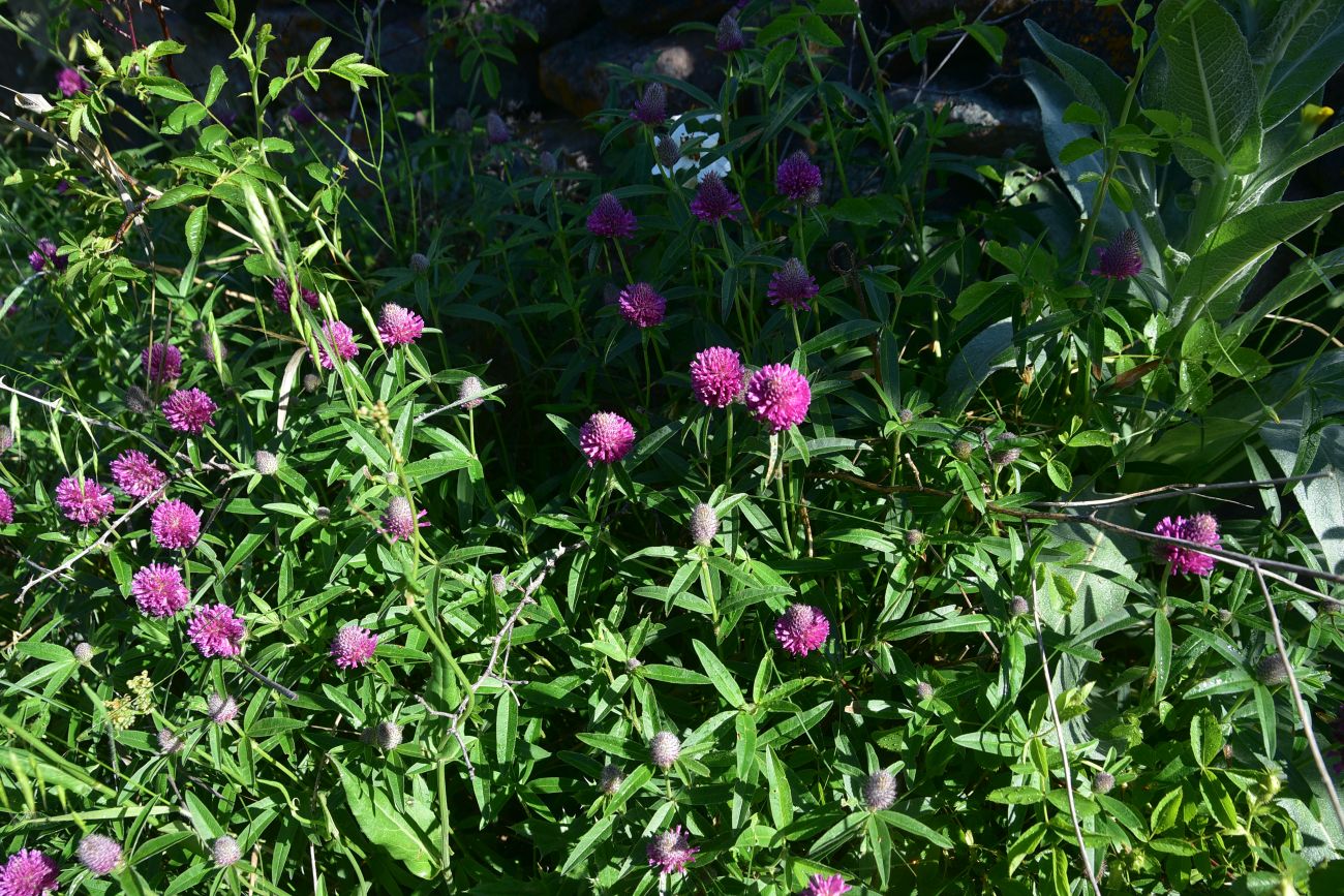Изображение особи род Trifolium.