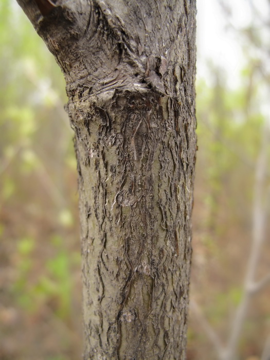 Image of genus Populus specimen.