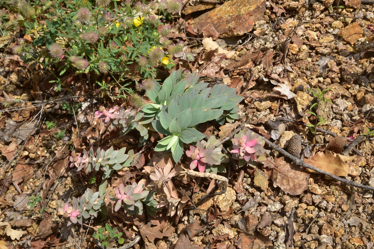 Image of genus Euphorbia specimen.