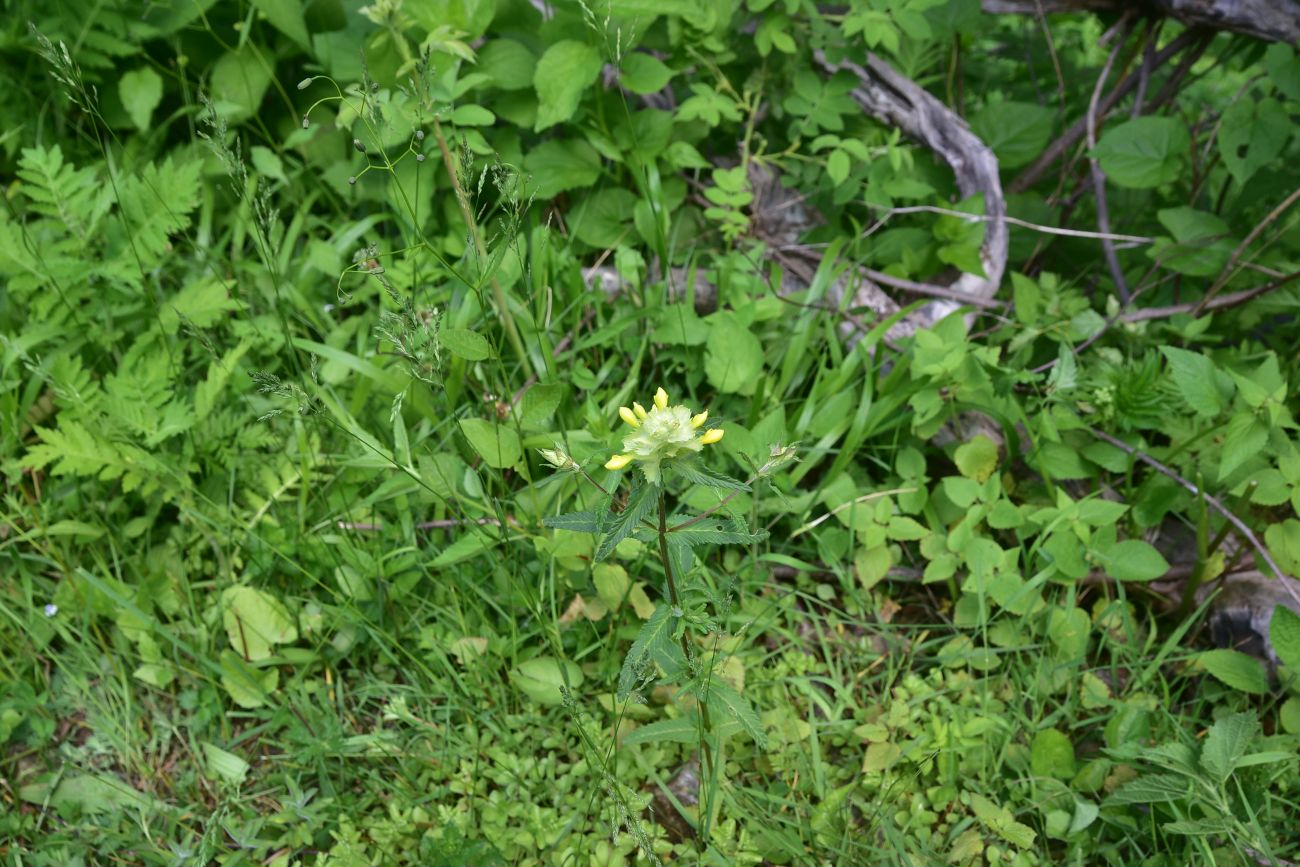 Image of genus Rhinanthus specimen.