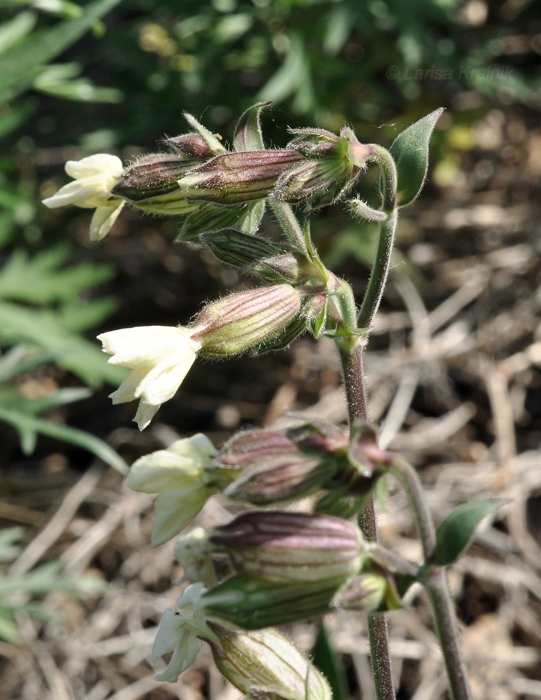 Image of genus Silene specimen.