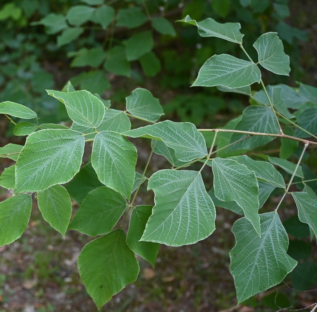 Image of Desmodium elegans specimen.