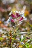 genus Silene. Верхушка цветущего растения; слева Ledum decumbens. Хабаровский край, Охотский р-н, окр. горы Тумусах, 800 м н.у.м., щебёночная осыпь у горного озера. 25.08.2026.